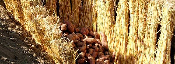 小豆島土庄町伊喜末(いぎすえ)地区に伝わる独特のサツマイモ保存方法。小豆島、冬の風物詩のひとつ「つぼいけ」 小豆島土庄町伊喜末(いぎすえ)地区に伝わる独特のサツマイモ保存方法。小豆島、冬の風物詩のひとつ「つぼいけ」