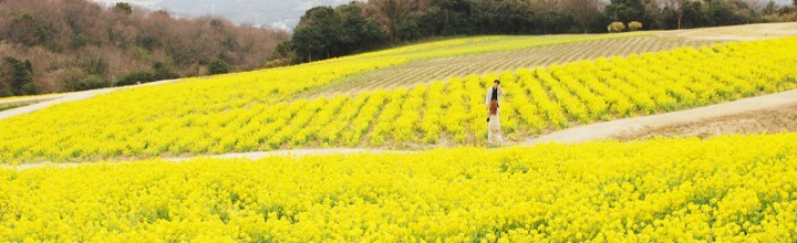 淡路島 花さじきの菜の花畑 The field of rapeseed at Awajishima island 淡路島 花さじきの菜の花畑 The field of rapeseed at Awajishima island