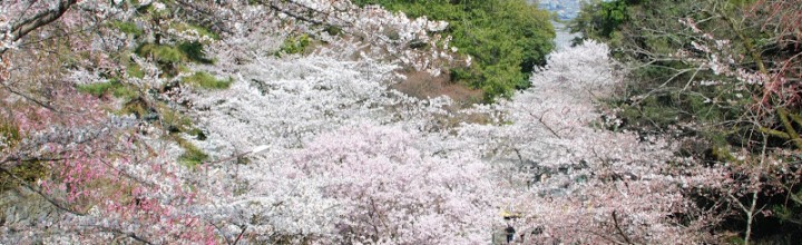 こんぴらさんの桜 The magnificent cherry trees at Konpira-san こんぴらさんの桜 The magnificent cherry trees at Konpira-san
