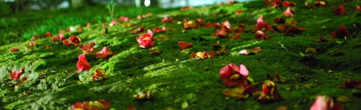 喧騒の桜並木の脇でひっそりと佇むヤブツバキが美しい There is a beautiful common camellia tree. 喧騒の桜並木の脇でひっそりと佇むヤブツバキが美しい There is a beautiful common camellia tree.