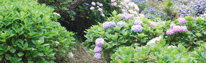 四国の山里 「あじさいの里」 – The Hydrangea Village at Shikoku 四国の山里 「あじさいの里」 – The Hydrangea Village at Shikoku