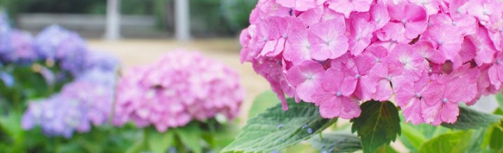 あじさい神社に映える3000株の紫陽花。観音寺・粟井(あわい)神社 – The Hydrangeas shrine あじさい神社に映える3000株の紫陽花。観音寺・粟井(あわい)神社 – The Hydrangeas shrine