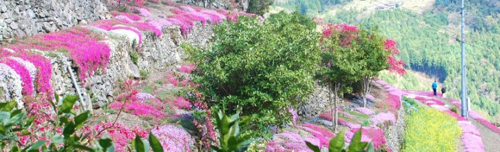 にほんの里100選 「高開(たかがい)石積み」の芝桜 Takagai’s stone wall the 100 best villages in Japan にほんの里100選 「高開(たかがい)石積み」の芝桜 Takagai’s stone wall the 100 best villages in Japan
