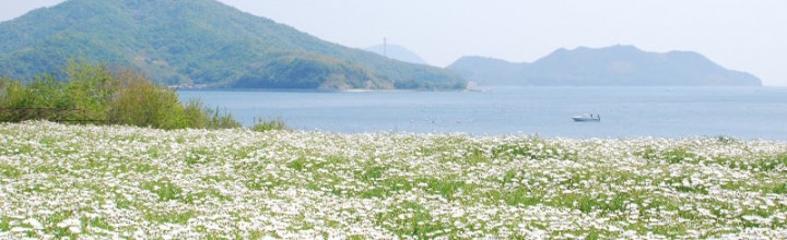 浦島伝説が残る荘内半島の花畑、フラワーパーク浦島 Flower park Urashima 浦島伝説が残る荘内半島の花畑、フラワーパーク浦島 Flower park Urashima