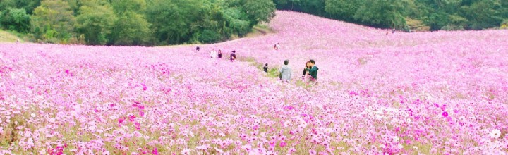 【10月中旬〜11月上旬が見頃】 淡路島の「あわじ花さじき」でコスモスが見頃です! The field of cosmos flowers at Awaji island 【10月中旬〜11月上旬が見頃】 淡路島の「あわじ花さじき」でコスモスが見頃です! The field of cosmos flowers at Awaji island