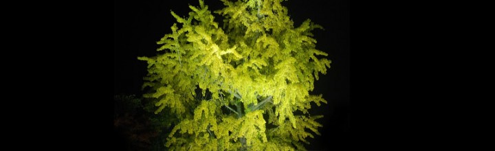 闇夜に浮かぶ金色の大銀杏。栗林公園の銀杏が美しい The beautiful large gingko tree at Ritsurin Garden 闇夜に浮かぶ金色の大銀杏。栗林公園の銀杏が美しい The beautiful large gingko tree at Ritsurin Garden
