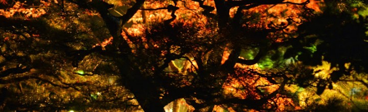 【11月19日(土)~28日(月)】 大名庭園 栗林公園 秋のライトアップ The autumn colors lighting-up at Ritsurin Garden 【11月19日(土)~28日(月)】 大名庭園 栗林公園 秋のライトアップ The autumn colors lighting-up at Ritsurin Garden