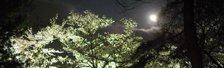 【写真レポート】栗林公園、春のライトアップ Nighttime event of Cherry blossoms in Ritsurin Garden 【写真レポート】栗林公園、春のライトアップ Nighttime event of Cherry blossoms in Ritsurin Garden