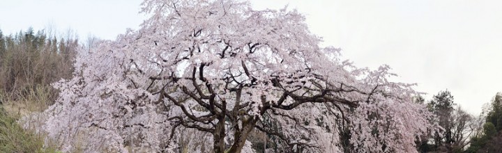 香川県綾川町の堀池のしだれ桜 Weeping cherry of Horiike pond 香川県綾川町の堀池のしだれ桜 Weeping cherry of Horiike pond