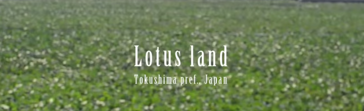 徳島県鳴門市のレンコン畑 Lotus land of Tokushima pref., Japan 徳島県鳴門市のレンコン畑 Lotus land of Tokushima pref., Japan