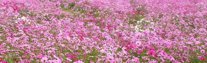 見渡すかぎり秋桜(コスモス)の絨毯!淡路島・あわじ花さじき 見渡すかぎり秋桜(コスモス)の絨毯!淡路島・あわじ花さじき