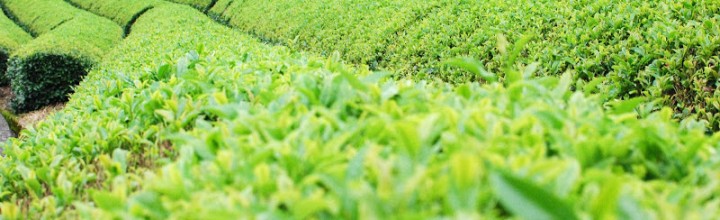 【四国は茶処!】夏も近づく八十八夜。四国も茶摘みの季節 Picking of the first tea of the season. 【四国は茶処!】夏も近づく八十八夜。四国も茶摘みの季節 Picking of the first tea of the season.