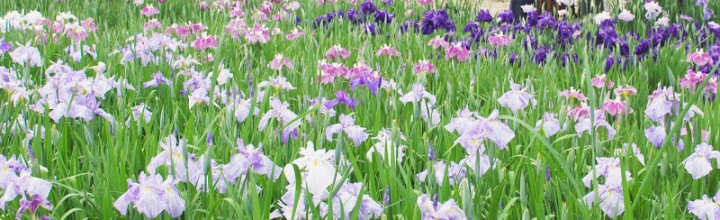 80種類1万8千株の花菖蒲。かわつ花菖蒲園 80種類1万8千株の花菖蒲。かわつ花菖蒲園