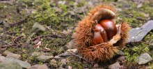 高知県四万十町の栗農家と剪定士 Chestnut trimmer of Shimanto town, Kochi pref.