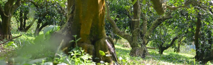 美しい有機農園。上勝町 坂東農園 Organic cultivation “Bando Farm” at Kamikatsu town 美しい有機農園。上勝町 坂東農園 Organic cultivation “Bando Farm” at Kamikatsu town