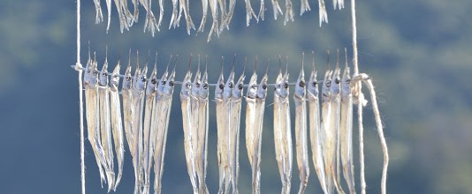 鞆(とも)冬の名物、サヨリの天日干し。Winter feature of Tomonoura, dried fish in the sun 鞆(とも)冬の名物、サヨリの天日干し。Winter feature of Tomonoura, dried fish in the sun
