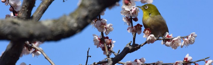 梅の香りに誘われてメジロがやってきました Birds came to ume trees at the Ritsurin Garden 梅の香りに誘われてメジロがやってきました Birds came to ume trees at the Ritsurin Garden