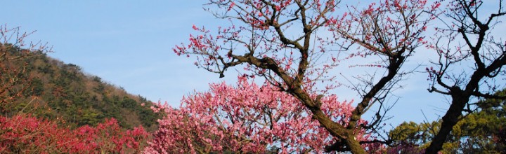 栗林公園の梅が見頃です。江戸時代から百花園として親しまれてきた美しい梅園です。 栗林公園の梅が見頃です。江戸時代から百花園として親しまれてきた美しい梅園です。