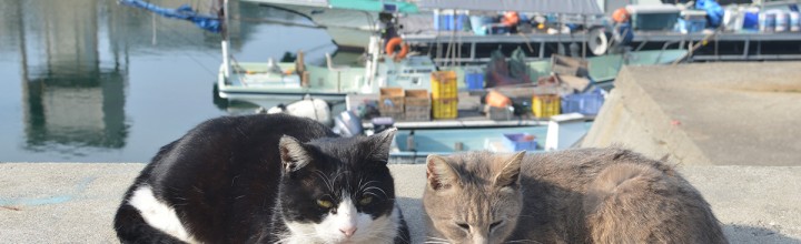 フランス人観光客が訪れる瀬戸内の島、真鍋島 Manabeshima Island Japan フランス人観光客が訪れる瀬戸内の島、真鍋島 Manabeshima Island Japan