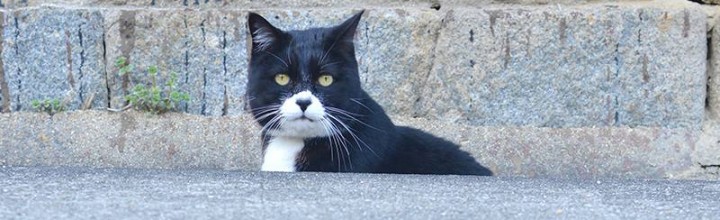 真鍋島の猫たち Cats of Manabe island 真鍋島の猫たち Cats of Manabe island