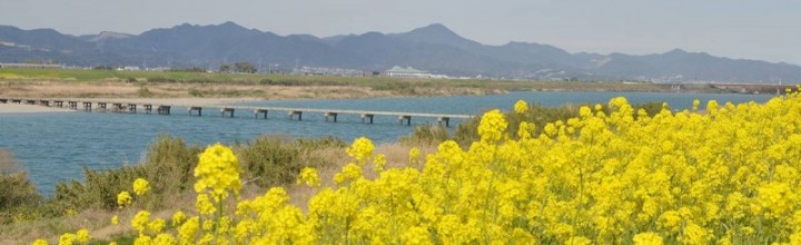 吉野川沿いの菜の花畑 吉野川沿いの菜の花畑