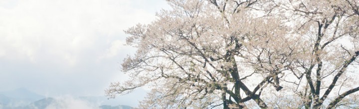 樹齢500年、霧の中のひょうたん桜 Gourd‐shaped cherry blossoms 樹齢500年、霧の中のひょうたん桜 Gourd‐shaped cherry blossoms