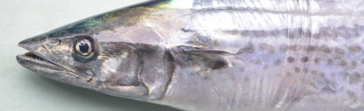 春を告げる鰆(さわら)の初競り Japanese spanish mackerel is heralding the start of spring. 春を告げる鰆(さわら)の初競り Japanese spanish mackerel is heralding the start of spring.