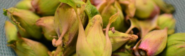 蕗の薹(ふきのとう)の季節 蕗の薹(ふきのとう)の季節