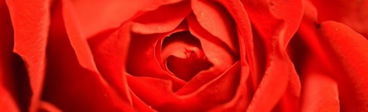 Stop and smell the roses Stop and smell the roses