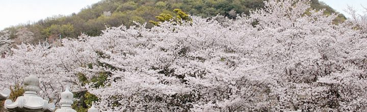 桜を見にことでんに乗って白山神社へ Cherry trees at Hakusan Shrine, Kagawa pref. 桜を見にことでんに乗って白山神社へ Cherry trees at Hakusan Shrine, Kagawa pref.