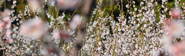 【梅のお花見】今日から神山の梅園でミツバチ働く 【梅のお花見】今日から神山の梅園でミツバチ働く