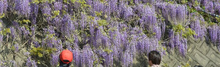 春の花を巡る山のフィールドワーク。さなごうち 春の花を巡る山のフィールドワーク。さなごうち
