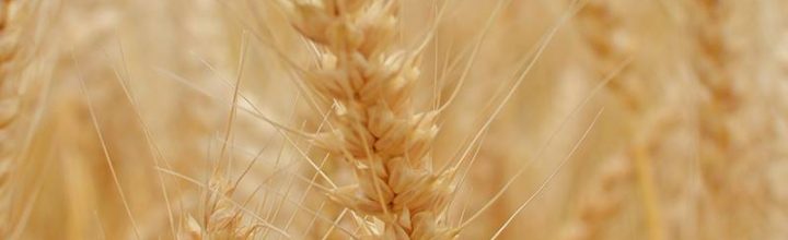麦秋(ばくしゅう)の讃岐平野 Wheat field of Sanuki 麦秋(ばくしゅう)の讃岐平野 Wheat field of Sanuki