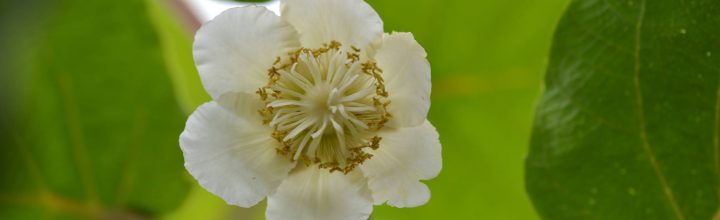 佐那河内村、キウイの花 Flowers of kiwi 佐那河内村、キウイの花 Flowers of kiwi
