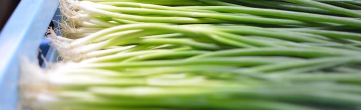 葱色のグラデーションが綺麗 Beautiful gradation of Japanese leeks 葱色のグラデーションが綺麗 Beautiful gradation of Japanese leeks
