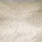 Brink, 2006 – Annie Cattrell