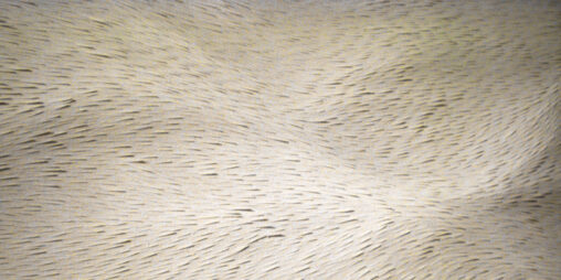 Brink, 2006 - Annie Cattrell