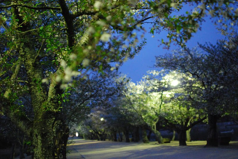 東讃岐きっての桜の名所　亀鶴公園の夜桜
