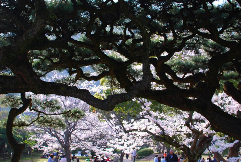 【高松市は松盆栽シェア8割！】大名庭園栗林公園桜は松越しに見る　There are 350 cherry blossom trees in Ritsurin garden.
