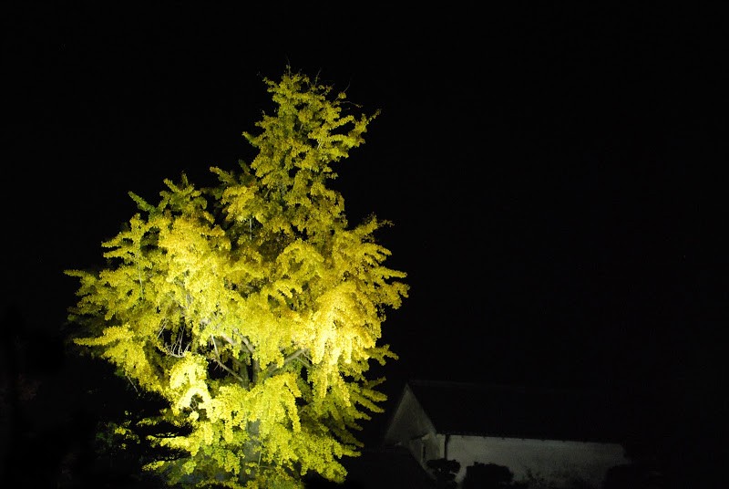 栗林公園（りつりんこうえん）の銀杏が美しい　The Ritsurin Garden’s yellow beauty of a ginkgo tree.