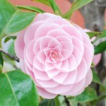乙女椿 （おとめつばき） – Camellia japonica