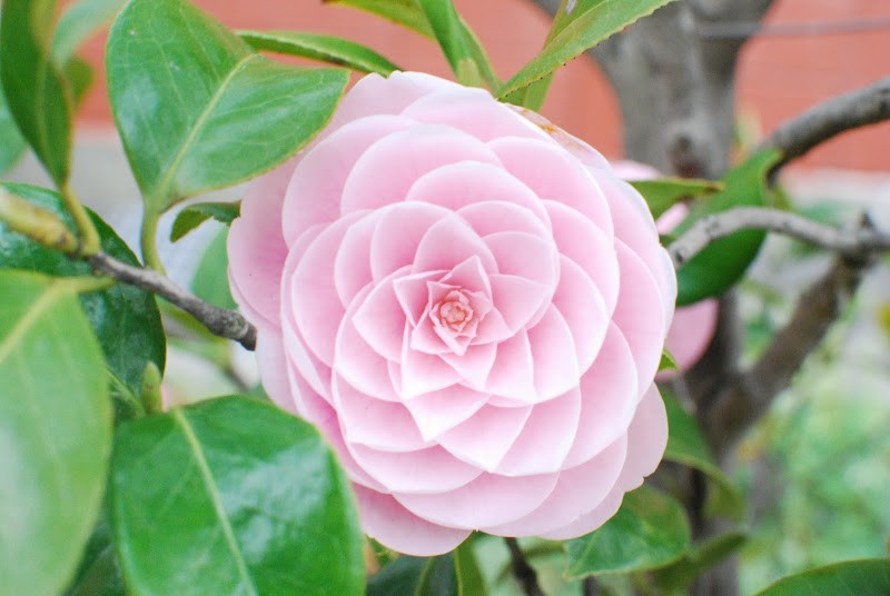 乙女椿 （おとめつばき） – Camellia japonica