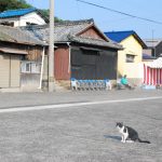 猫の楽園、佐柳島（さなぎしま）へ　The cats’ paradise Sanagi island.