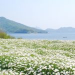 浦島伝説が残る荘内半島の花畑、フラワーパーク浦島　Flower park Urashima