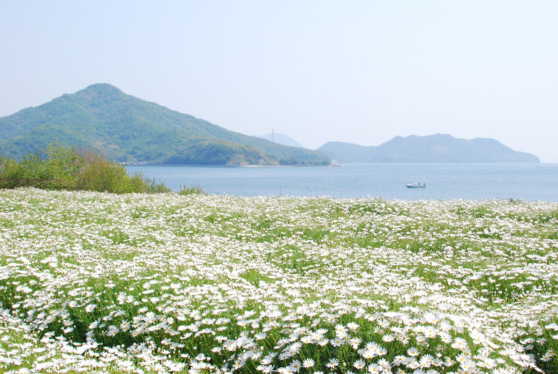 浦島伝説が残る荘内半島の花畑『フラワーパーク浦島』 – Flower park Urashima