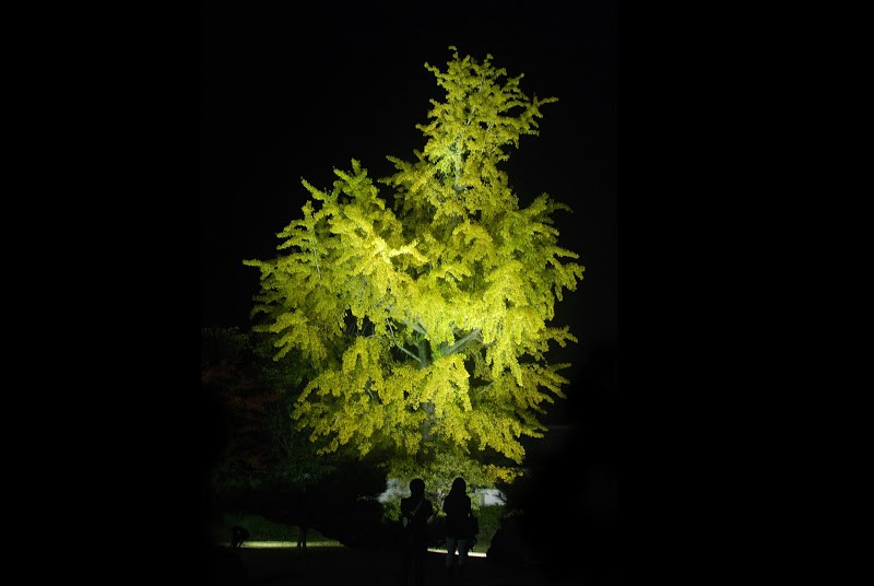 闇夜に浮かぶ金色の大銀杏。栗林公園の銀杏が美しい – The beautiful large gingko tree at Ritsurin Garden