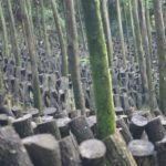愛媛県大洲の原木椎茸 – Raw shiitake mushroom farm