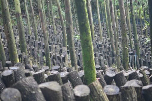 愛媛県大洲の原木椎茸 - Raw shiitake mushroom farm