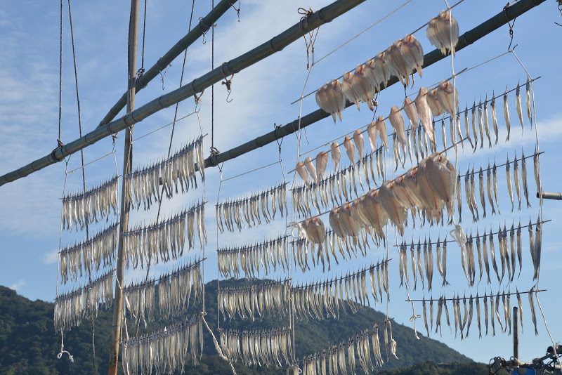 鞆（とも）冬の名物、サヨリの天日干し。Winter feature of Tomonoura, dried fish in the sun