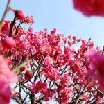 栗林公園の梅が見頃です。江戸時代から親しまれてきた梅園 – Ritsurin Garden Japanese Apricot Trees